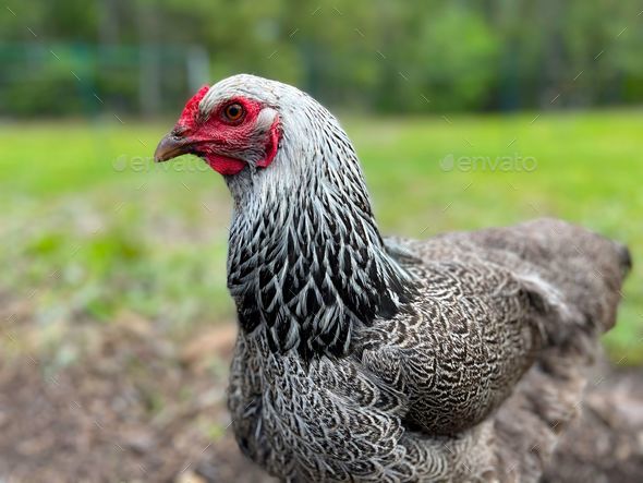 Dark Brahma Chicken Hen with black, gray, and white feathers walking in a  green field Stock Photo by wirestock