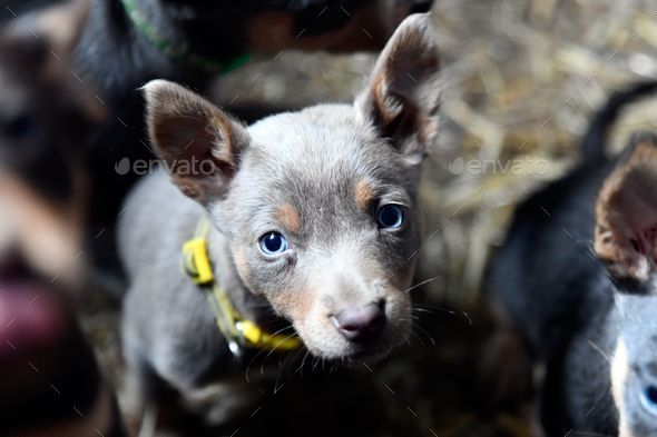 a closeup of a Australian Kelpie puppy - Stock Photo - Images