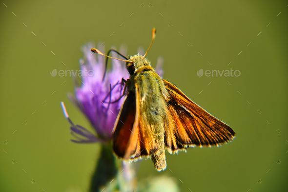 Closeup of a Small skipper (Thymelicus sylvestris) perched on a purple thistle flower - Stock Photo - Images