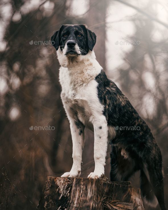 Adorable Rafeiro do Alentejo dog atop a tree stump in a grassy meadow, looking out into the distance - Stock Photo - Images