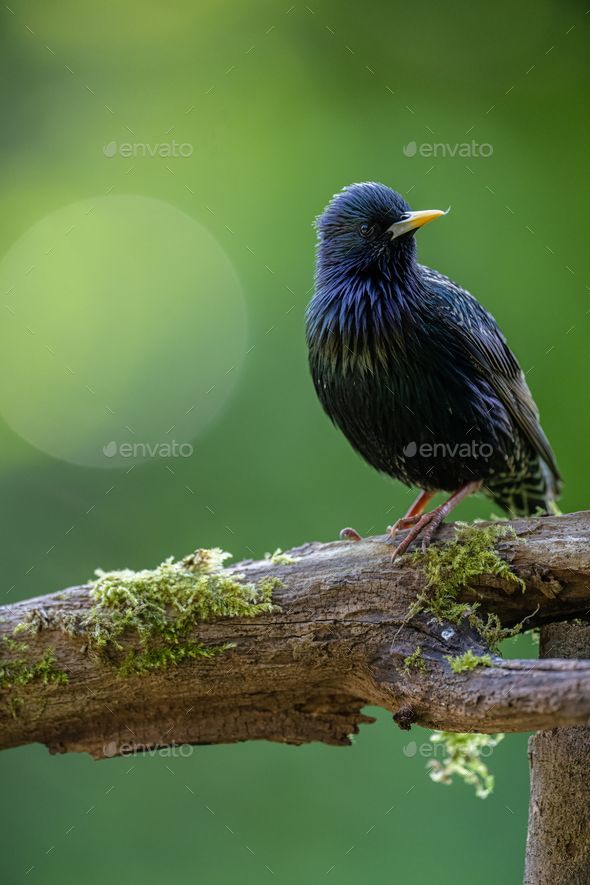 Closeup of a Common Starling perched on a tree branch with moss against a green background - Stock Photo - Images