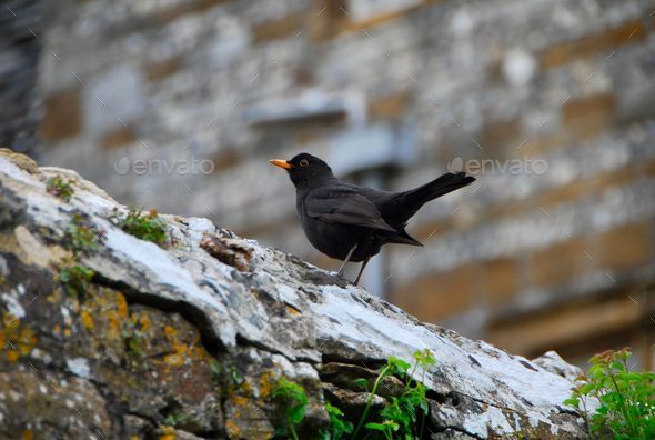 Male common blackbird perched on a rough surface. Turdus merula. - Stock Photo - Images