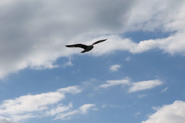 Small, bird soaring through a sky filled with grey and white clouds