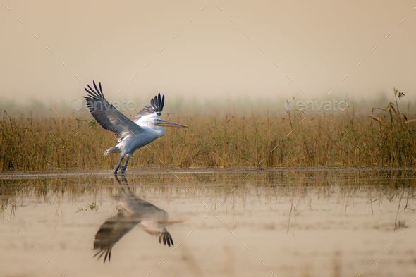 Pelican is taking off from the lake. Nalsarovar Bird Sanctuary, Gujarat,  India. Stock Photo by wirestock