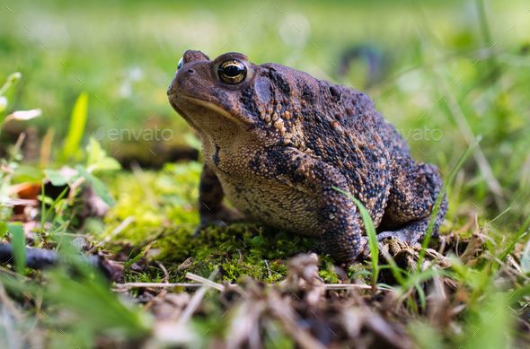 Solitary toad perched atop a bed of grass, dirt, and dried leaves in a natural outdoor setting