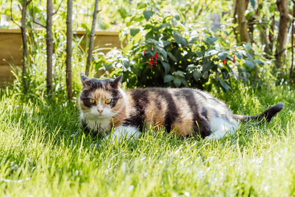 Funny multicolor pleased, well-fed cat lying on the green grass in the garden. Fluffy cat relaxing