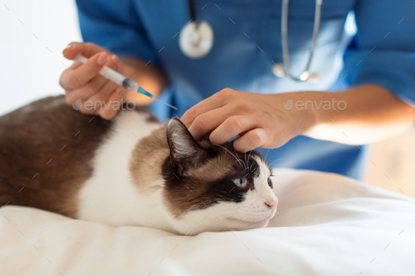Cropped Shof Of Vet Doctor Injecting Vaccine To Cat Indoor