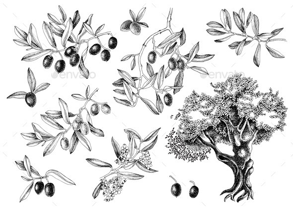 Monochrome Vector Olive Set Isolated on White