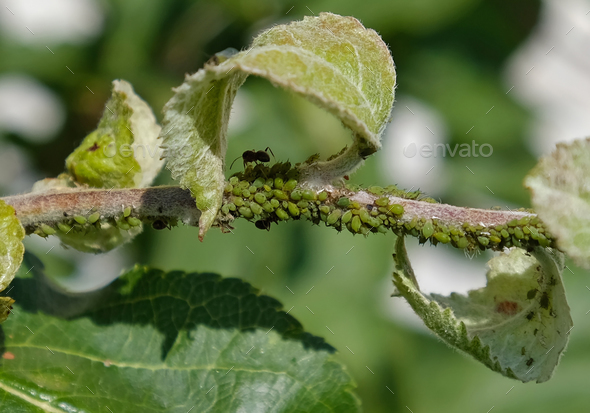 Close-up of Aphid colony - Aphididae and ants - on apple tree leaf.  - Stock Photo - Images