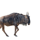 Blue wildebeest walking. Isolated on white - PhotoDune Item for Sale