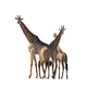 Three South African giraffes isolated in white - PhotoDune Item for Sale