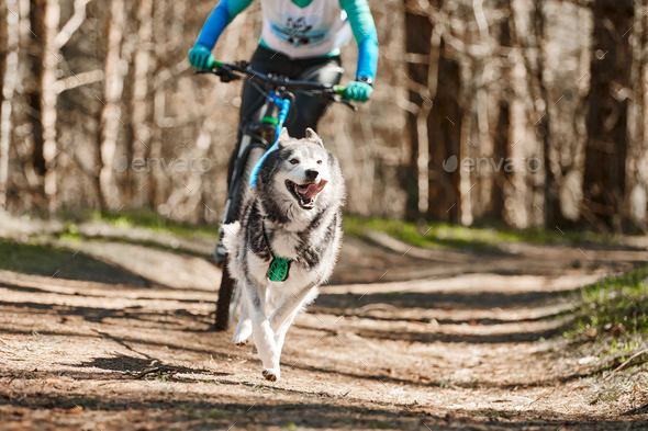 Husky pulling bike sale