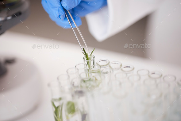 Test tube, plant and ecology with scientist in lab, medical research and environmental science with