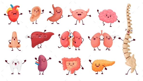 Cartoon Organ Characters with Happy Faces Anatomy