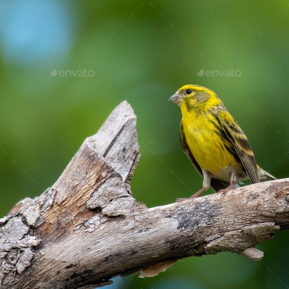 Closeup of an Atlantic canary (Serinus canaria) perched on a branch of a tree - Stock Photo - Images