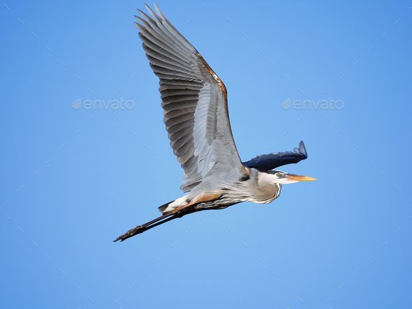 Majestic great blue heron (Ardea herodias) bird soaring in the sky with its wings fully outstretched