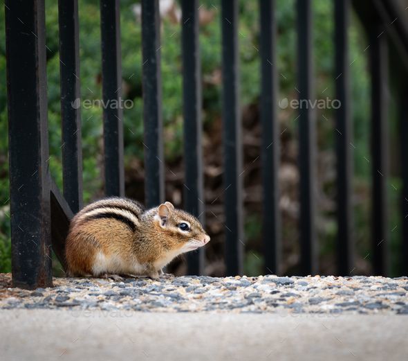 Eastern chipmunk (Tamias striatus) in font of a fence - Stock Photo - Images