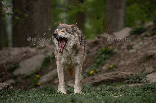 wolf profile mouth open