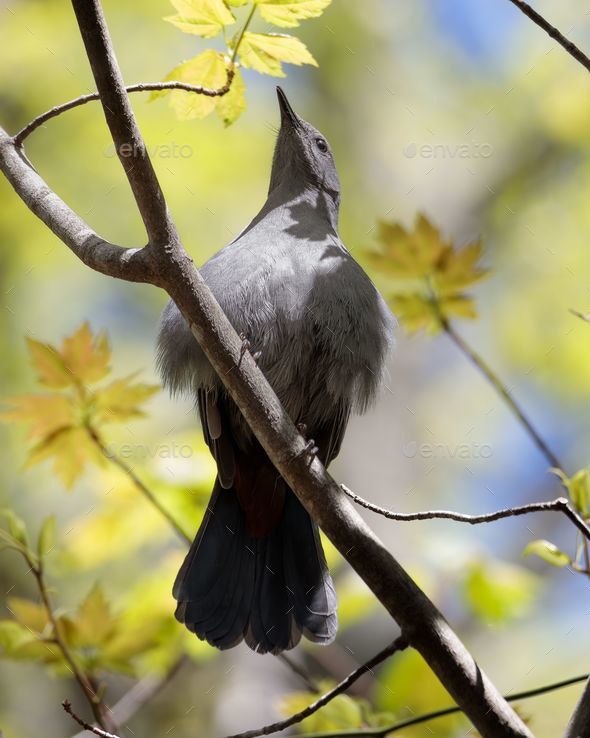 A Gray catbird (Dumetella carolinensis) perched on a tree branch - Stock Photo - Images