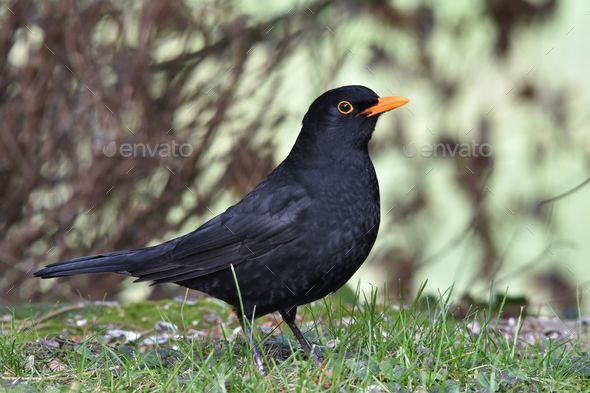Common blackbird (Turdus merula) stands in a meadow, its bright orange eyes alert and focused - Stock Photo - Images