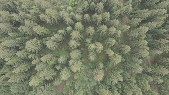 Ukraine, Carpathians: Forest Landscape. Aerial View. Flat, Gray alt