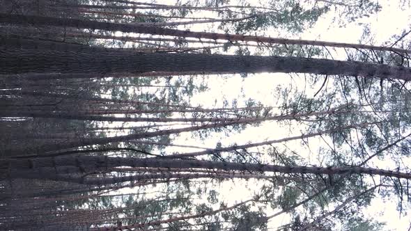 Vertical Video of Trees in a Pine Forest Slow Motion alt