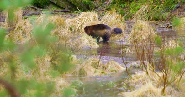 One Wolverine Walking on a Frozen Lake in the Forest