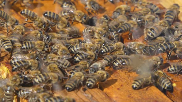 Bees Walk Between Wooden Frames in a Hive alt