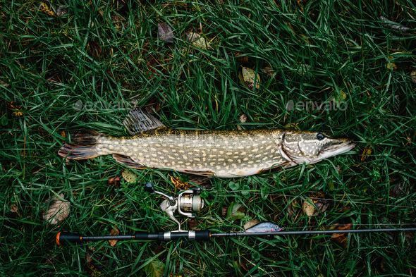 Great catch, pike with spinning lies on grass. fish, spoon. perch on hooks.  fishing bait. close up Stock Photo by kurinchukolha