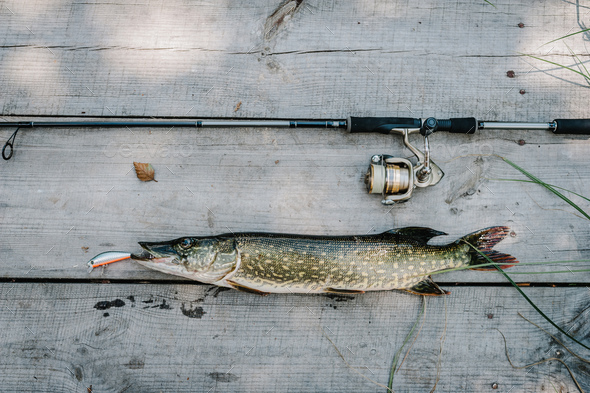 Big fish pike on hooks, spoon on a grey wooden background. fishing