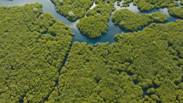 Mangrove Forest in Asia alt