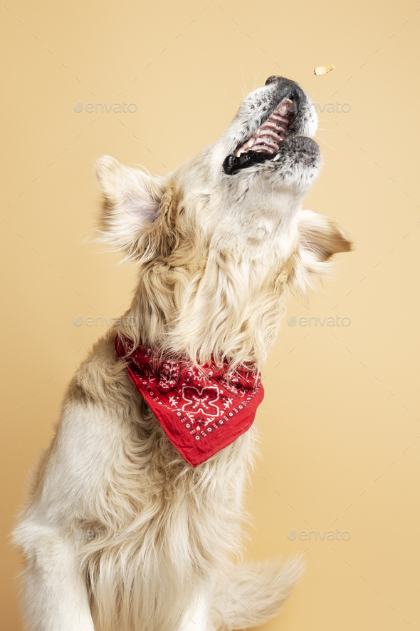 Playful pet playing, eating food. Groomed golden retriever wearing