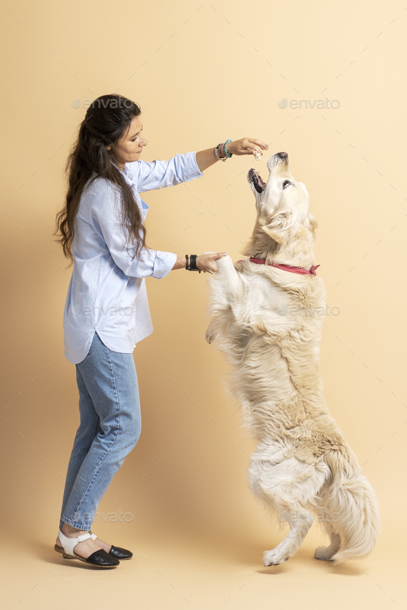 Hispanic woman training her four legged friend, golden labrador isolated on beige background