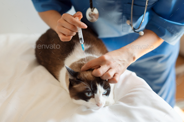 Closeup Of Veterinarian Injecting Vaccine to Cat in Veterinary Clinic