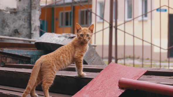 Homeless Wild Red Kitten Walks on a Landfill in the Back Yard on the Trash alt