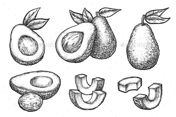 Set of Isolated Sliced Avocado Sketch