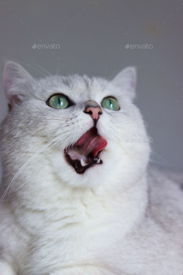 angry cat with green eyes Stock Photo