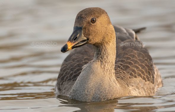 tundra bean goose