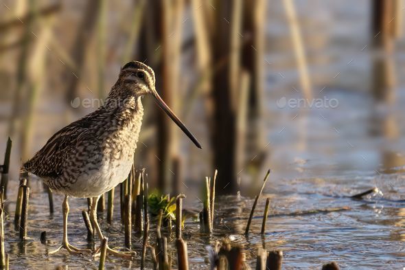 High-resolution close-up image of a Common Snipe (Gallinago gallinago) - Stock Photo - Images