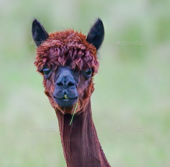 an alpaca with hair sticking out in front of its head Stock Photo
