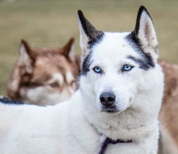 white siberian husky with blue eyes