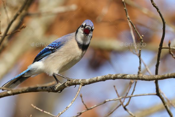 Blue jay perched on a branch. Cyanocitta cristata. - Stock Photo - Images