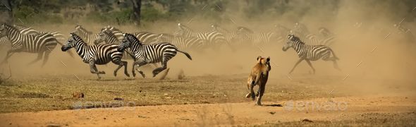 Lion running with other zebras in the distance
