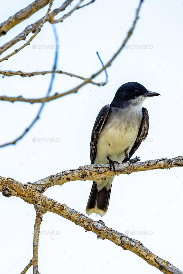 Eastern kingbird perched on a tree branch. Tyrannus tyrannus. - Stock Photo - Images