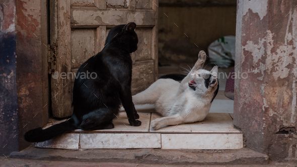 two cats are playing on the floor outside a building by the door