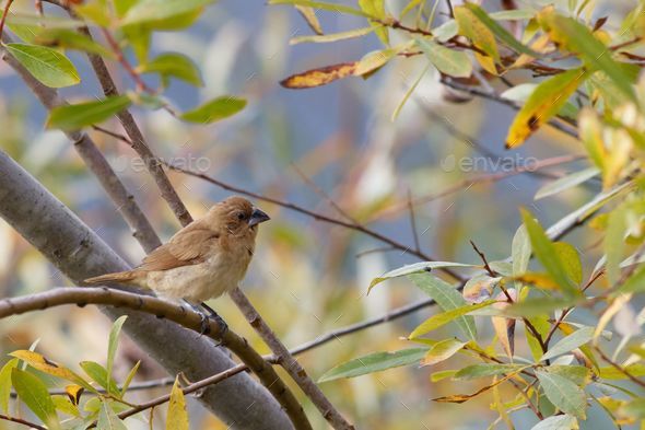 Female common rosefinch perched on a branch. Carpodacus erythrinus. - Stock Photo - Images