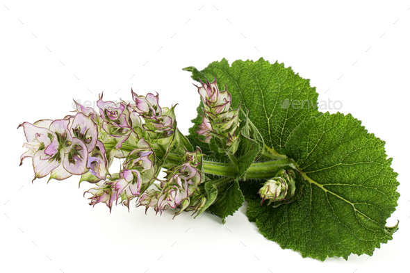 Inflorescences clary sage, lat. Salvia sclarea, isolated on white background - Stock Photo - Images