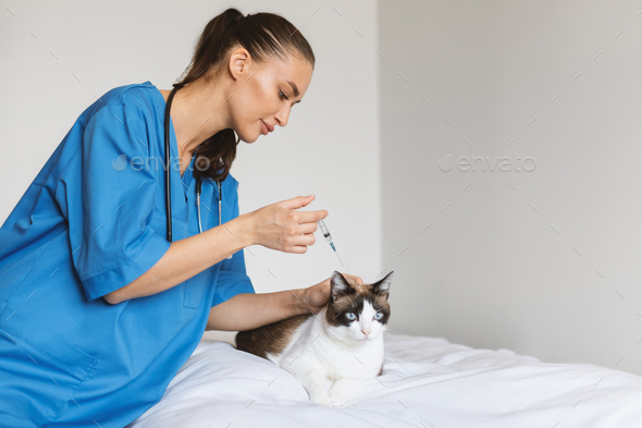 Veterinarian Doctor Woman Injecting Cat Making Vaccination At Vet Clinic
