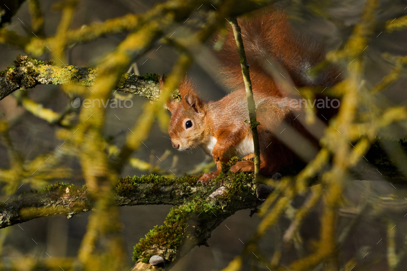 Eurasian red squirrel (Sciurus vulgaris) - Stock Photo - Images