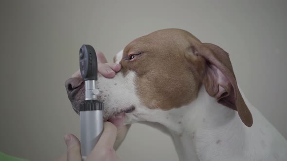 English Pointer Dogs Portrait in Veterinary Clinic Veterinarian Checking Pets Ear with Device alt